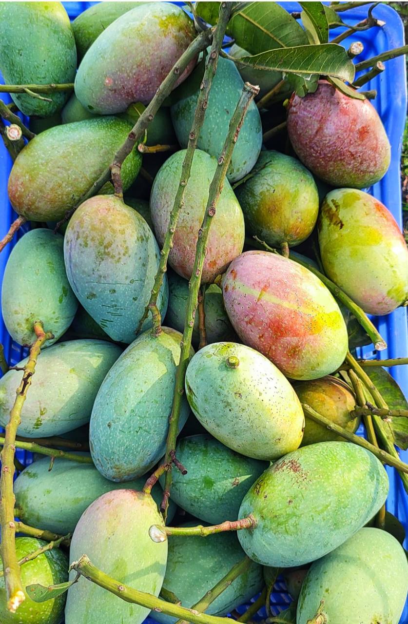 ফোজলি আম (বিষমুক্ত)