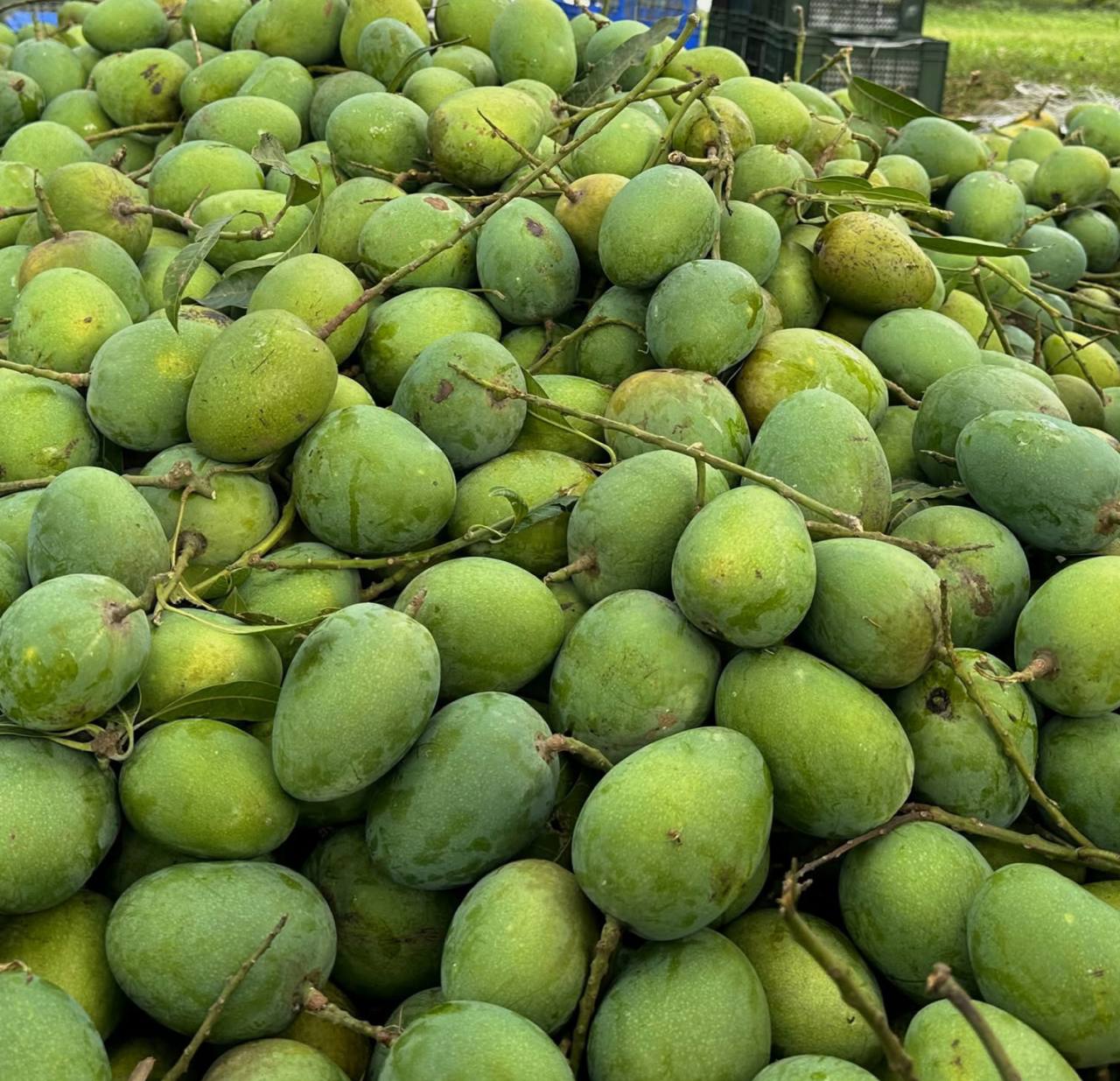  হিমসাগর আম (বিষমুক্ত)