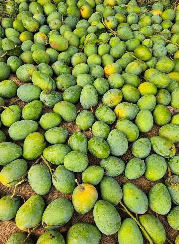  ল্যাংড়া আম (বিষমুক্ত)